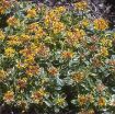Picture of Sedum 'Kamtschatium Variegatum' - One Quart Pot