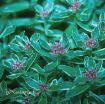 Picture of Sedum 'Kamtschatium Variegatum' - One Quart Pot