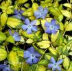 Picture of Vinca 'Illumination' PP12132 - 4.5" Pot