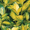 Picture of Vinca 'Illumination' PP12132 - 4.5" Pot