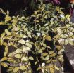 Picture of Vinca 'Illumination' PP12132 - 4.5" Pot
