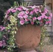 Picture of Vinca 'Illumination' PP12132 - 4.5" Pot