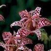 Picture of Tricyrtis 'Dark Beauty' - One Quart Pot