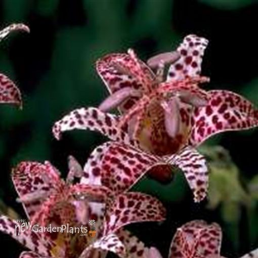 Picture of Tricyrtis 'Dark Beauty' - One Quart Pot