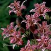Picture of Tricyrtis 'Dark Beauty' - One Quart Pot