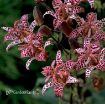 Picture of Tricyrtis 'Dark Beauty' - One Quart Pot
