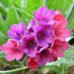 Picture of Pulmonaria 'Raspberry Splash' - One Quart Pot