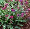 Picture of Pulmonaria 'Raspberry Splash' - One Quart Pot