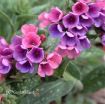 Picture of Pulmonaria 'Raspberry Splash' - One Quart Pot