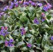 Picture of Pulmonaria 'Spot On' PPAF - One Quart Pot