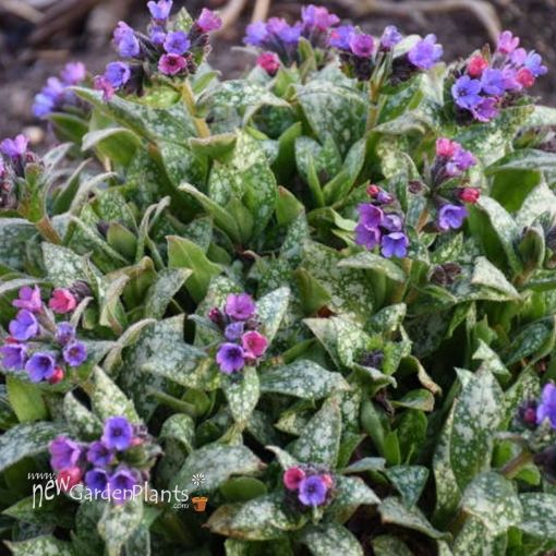 Picture of Pulmonaria 'Spot On' PPAF - One Quart Pot