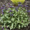 Picture of Pulmonaria 'Spot On' PPAF - One Quart Pot