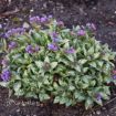 Picture of Pulmonaria 'Spot On' PPAF - One Quart Pot