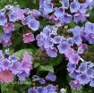 Picture of Pulmonaria 'Trevi Fountain' - One Quart Pot