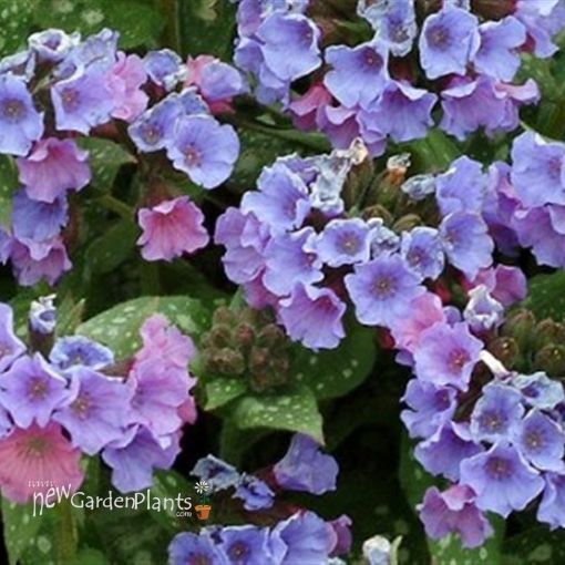 Picture of Pulmonaria 'Trevi Fountain' - One Quart Pot