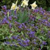 Picture of Pulmonaria 'Trevi Fountain' - One Quart Pot