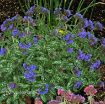 Picture of Pulmonaria 'Trevi Fountain' - One Quart Pot
