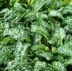 Picture of Pulmonaria 'Trevi Fountain' - One Quart Pot