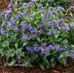 Picture of Pulmonaria 'Trevi Fountain' - One Quart Pot