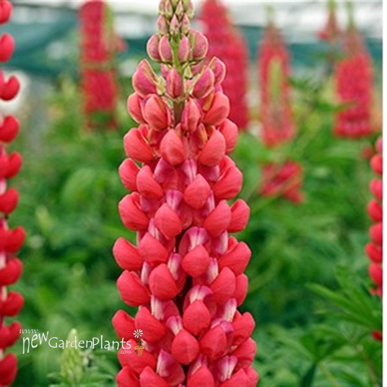 Lupine 'Red Rum' WESTCOUNTRY - One Quart Pot. New Garden Plants