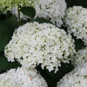 Hydrangea. New Garden Plants