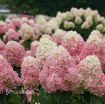 Picture of Hydrangea 'Limelight Prime' - One Quart Pot