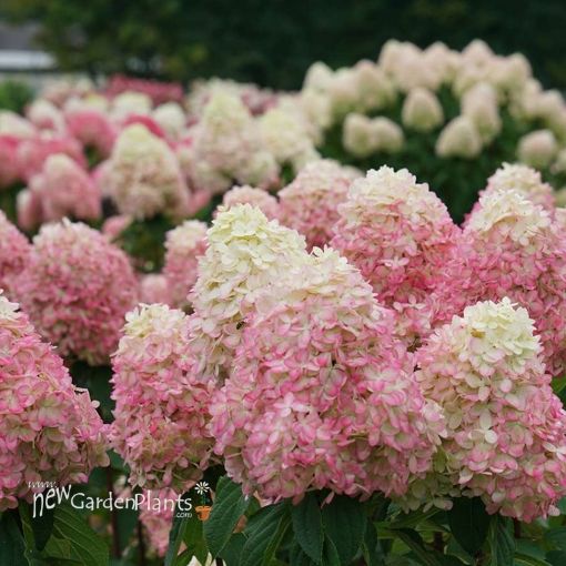 Picture of Hydrangea 'Limelight Prime' - One Quart Pot