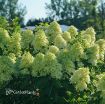 Picture of Hydrangea 'Limelight Prime' - One Quart Pot