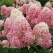 Picture of Hydrangea 'Limelight Prime' - One Quart Pot