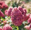 Picture of Hydrangea 'Limelight Prime' - One Quart Pot