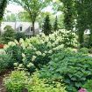 Picture of Hydrangea 'Limelight Prime' - One Quart Pot