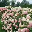 Picture of Hydrangea 'Limelight Prime' - One Quart Pot