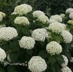 Picture of Hydrangea 'Invincibelle Limetta' - One Quart Pot