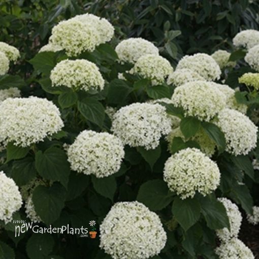 Picture of Hydrangea 'Invincibelle Limetta' - One Quart Pot