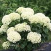 Picture of Hydrangea 'Invincibelle Limetta' - One Quart Pot