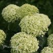 Picture of Hydrangea 'Invincibelle Limetta' - One Quart Pot