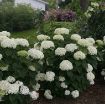Picture of Hydrangea 'Invincibelle Limetta' - One Quart Pot