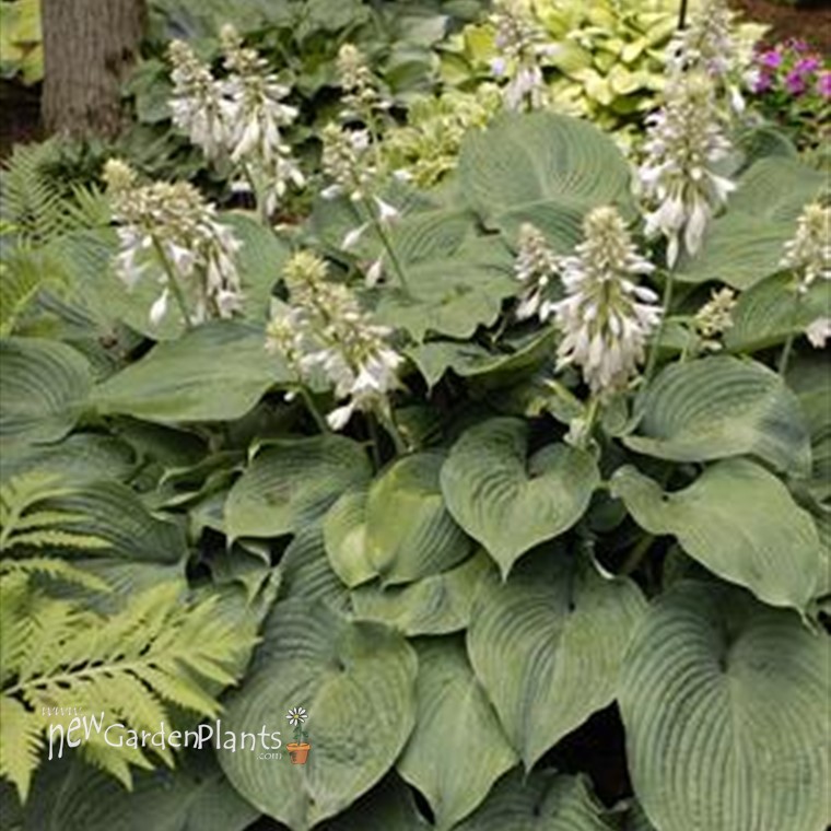 Hosta 'Blue Angel' - One Quart Pot Hostas. New Garden Plants