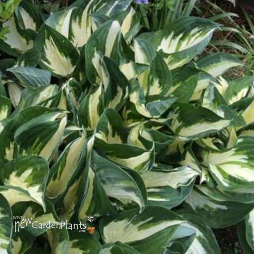 Hosta 'Fire and Ice' - One Quart Pot Hostas. New Garden Plants