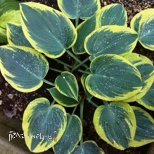 Picture of Hosta 'First Frost' - One Quart Pot Hostas