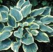 Picture of Hosta 'First Frost' - One Quart Pot Hostas