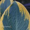 Picture of Hosta 'First Frost' - One Quart Pot Hostas