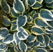 Picture of Hosta 'First Frost' - One Quart Pot Hostas