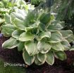 Picture of Hosta 'Fragrant Bouquet'  - One Quart Pot Hostas
