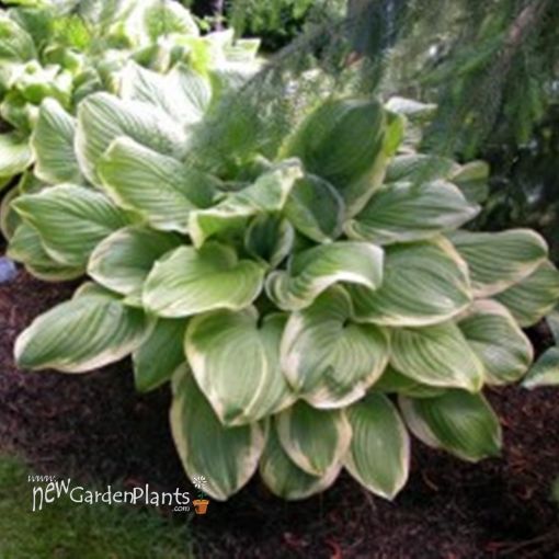Picture of Hosta 'Fragrant Bouquet'  - One Quart Pot Hostas