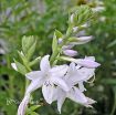 Picture of Hosta 'Fragrant Bouquet'  - One Quart Pot Hostas