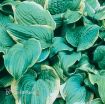 Picture of Hosta 'Fragrant Bouquet'  - One Quart Pot Hostas