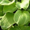Picture of Hosta 'Fragrant Bouquet'  - One Quart Pot Hostas