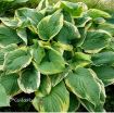 Picture of Hosta 'Fragrant Dream' - One Quart Pot Hostas