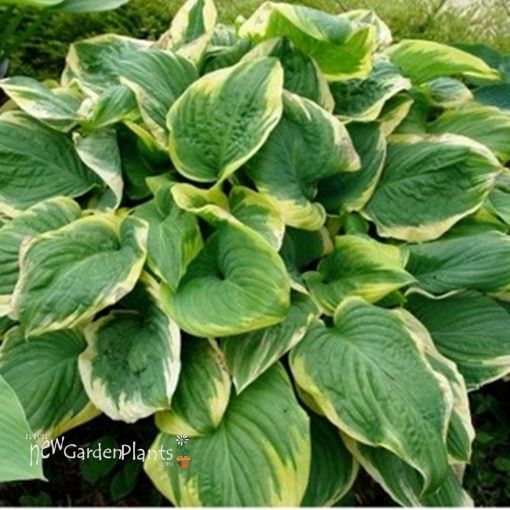 Picture of Hosta 'Fragrant Dream' - One Quart Pot Hostas
